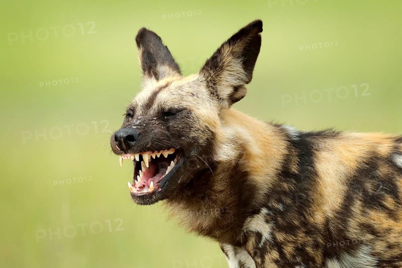 African wild dog, Lycaon pictus), walking in the water on the road. Hunting painted dog with big ears, beautiful wild anilm in habitat. Wildlife nature, Moremi, Botswana, Africa. Animal, green grass