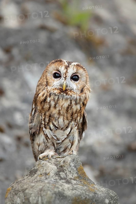 Tawny Owl (Strix aluco) captive, Germany