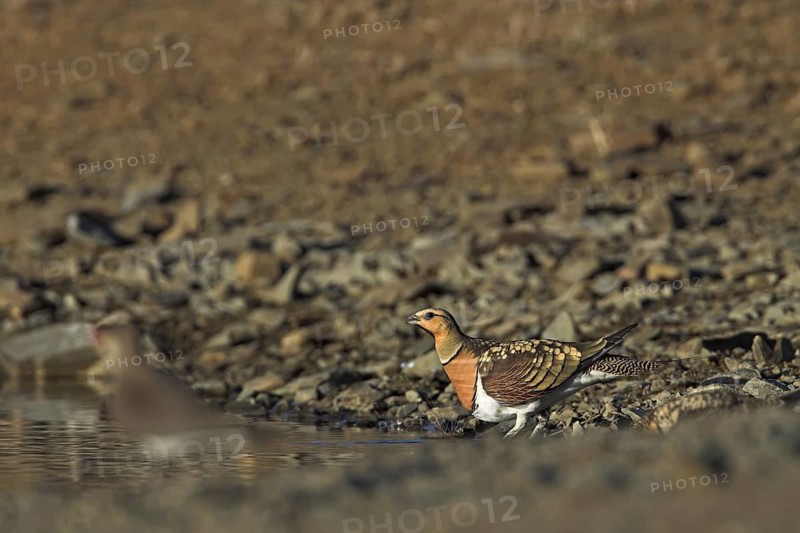 Pin-tailed Sandgrouse (Pterocles alchata), Extremadura, Spain