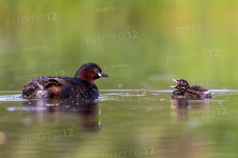 Little Grebe (Tachybaptus ruficollis) adult with chick, North Rhine-Westphalia, Germany