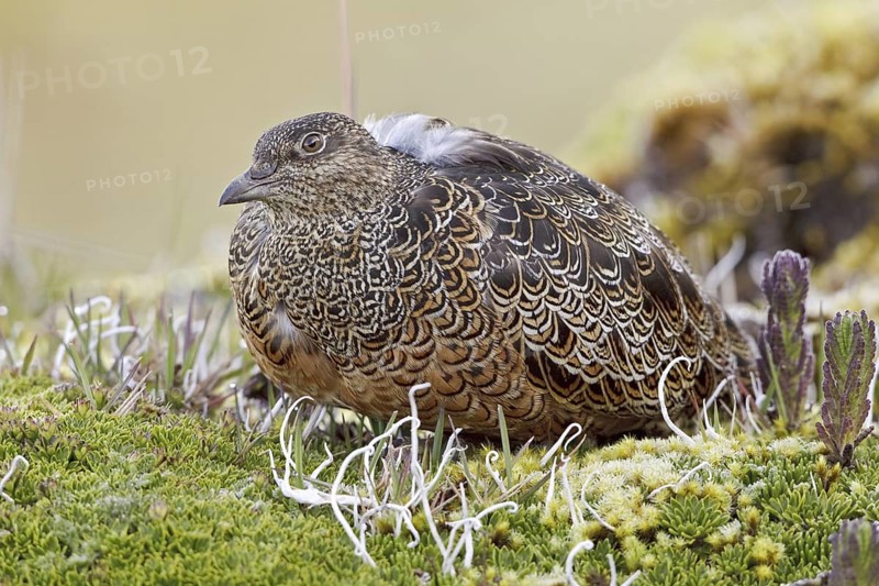 Rufous-bellied Seedsnipe (Attagis gayi), Ecuador