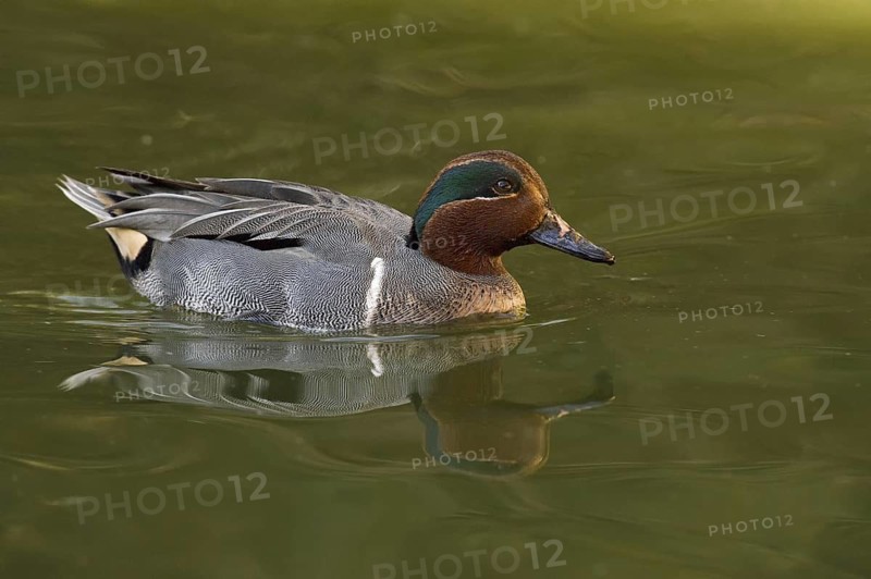Green-winged Teal (Anas carolinensis) male, Arizona, USA