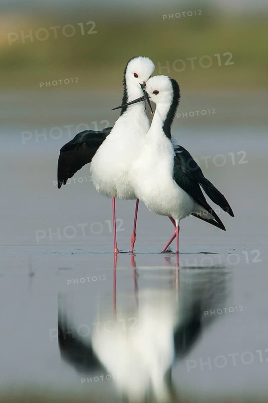 White-headed Stilt (Himantopus leucocephalus) pair displaying, Victoria, Australia