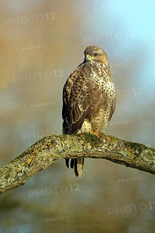 Buzzard, (Buteo buteo), on perch, animals, birds, buzzards, birds of prey, Luisenpark, Mannheim, Baden-Württemberg
