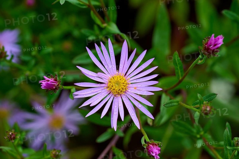 Close-up of purple flower with yellow center and drops of water surrounded by green leaves, Aster, Cawdor, Nairn, Scotland, United Kingdom, Great Britain