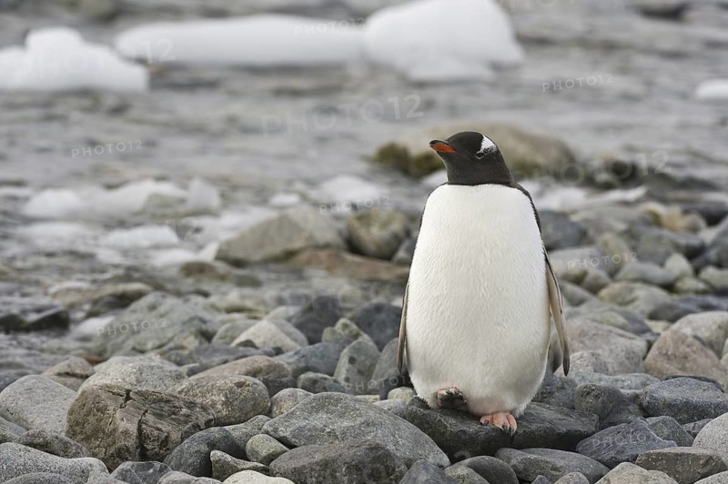 Gentoo Penguin (Pygoscelis papua), Antarctica
