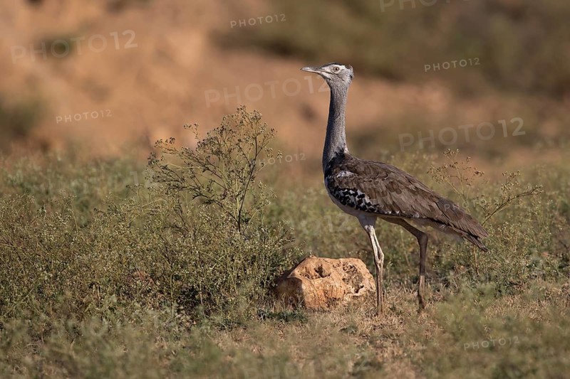 Kori Bustard (Ardeotis kori struthiunculus) male, Oromia, Ethiopia