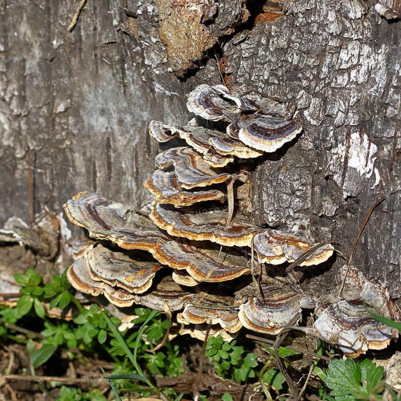 Butterfly Trametes (Trametes versicolor), on a tree stump in the forest, Wilnsdorf, North Rhine-Westphalia, Germany