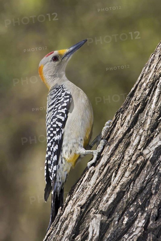 Golden-fronted Woodpecker (Melanerpes aurifrons), Texas, USA