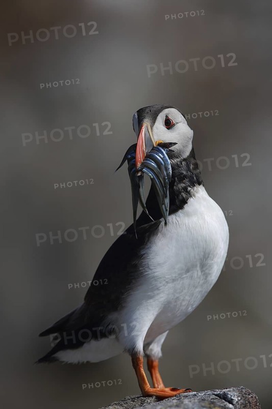 Atlantic Puffin (Fratercula arctica), Scotland, United Kingdom