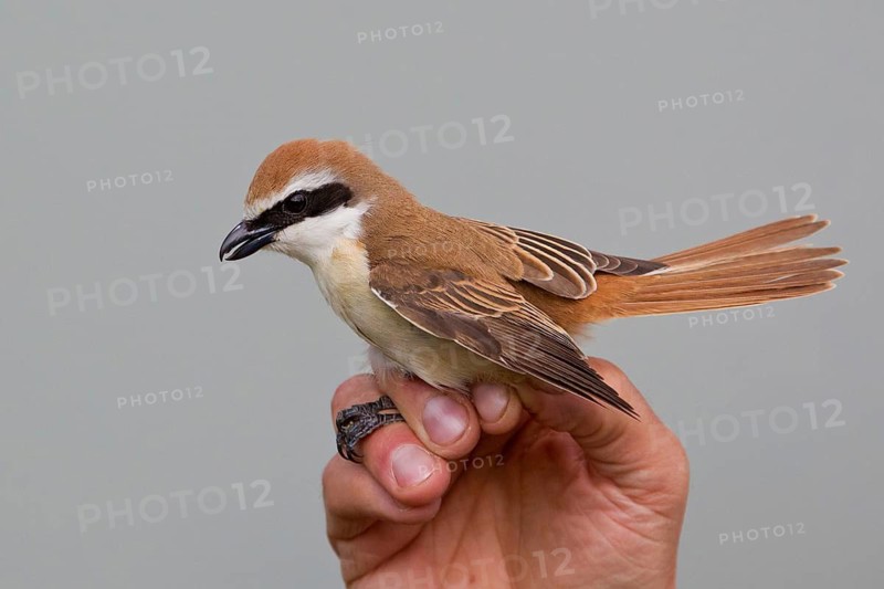 Brown Shrike (Lanius cristatus) male held during ringing, Lake Hovsgol, Mongolia
