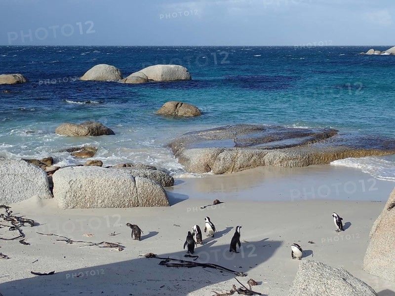 Spectacled penguin (Spheniscus demersus)
