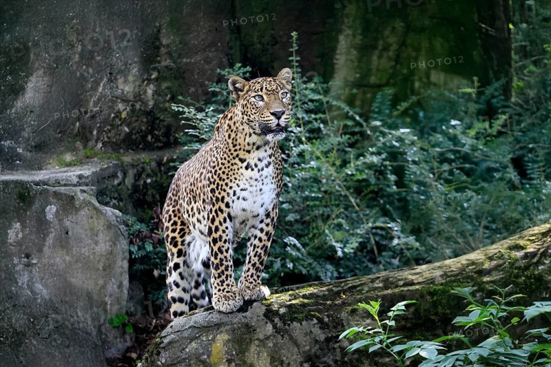 Sri Lanka Leopard (Panthera pardus kotiya), adult, on rocks, alert, Sri Lanka