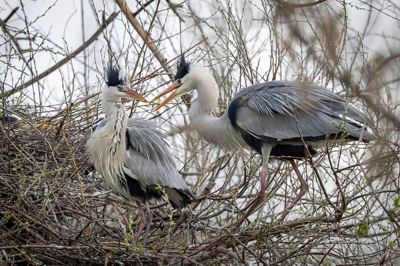 Grey heron (Ardea cinera), pair building a nest, Vienna, Austria