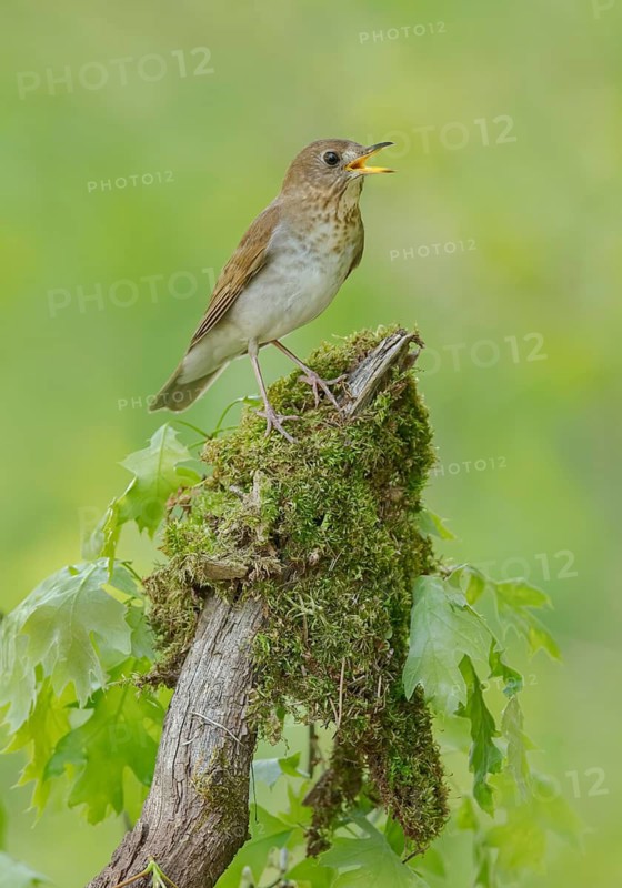 Veery (Catharus fuscescens) singing, perched on a log, Minnesota, USA