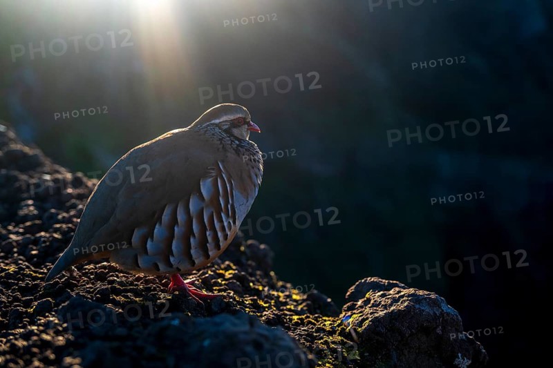 Red-legged partridge (Alectoris rufa), Madeira, Portugal