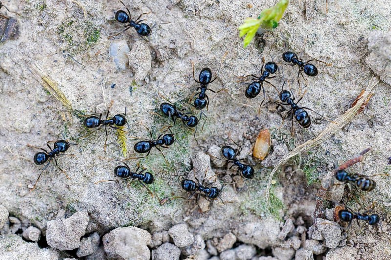 Black garden ants (Lasius niger), Germany