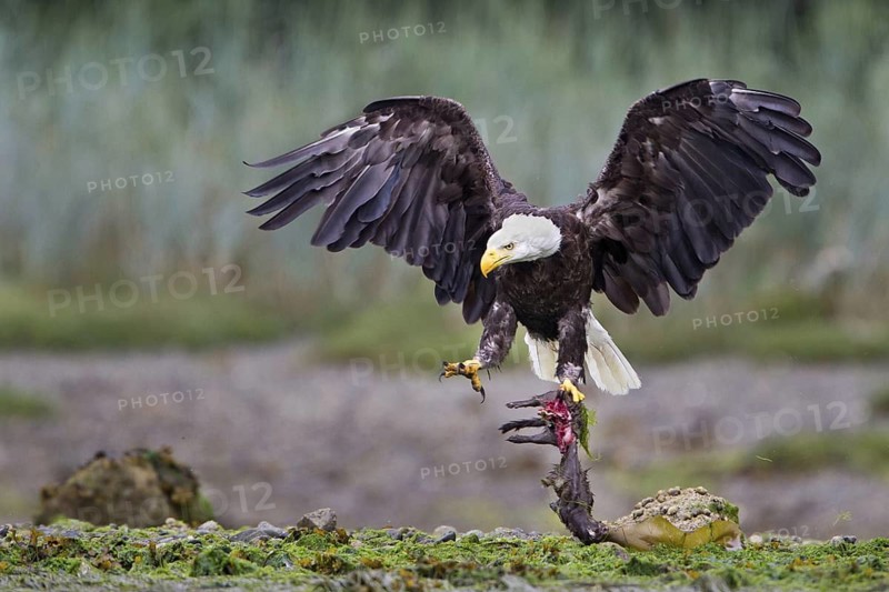 Bald Eagle (Haliaeetus leucocephalus) flying, British Columbia, Canada
