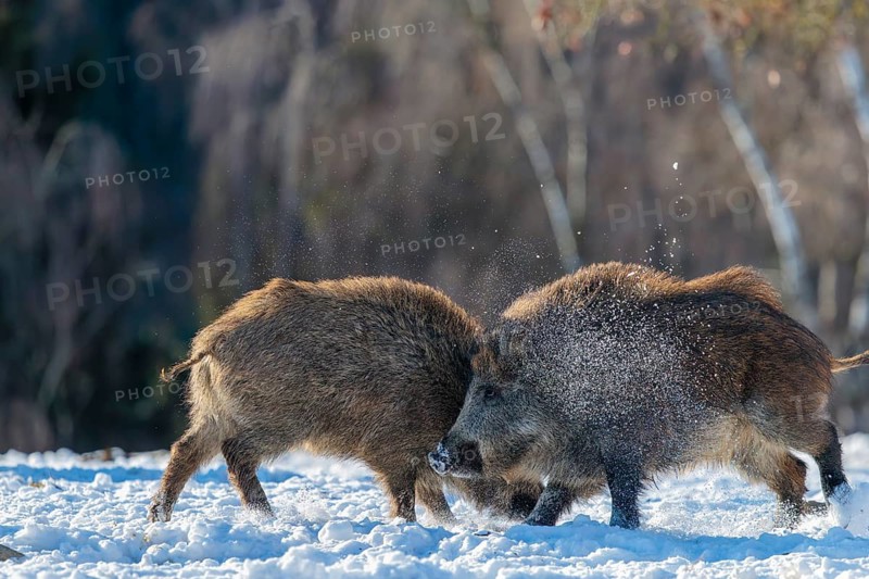 Two young wild boars (Sus scrofa) wrestle with each other in the backlight of the sun in a clearing. Their raised dorsal crests glow in the light. Bavaria, Germany