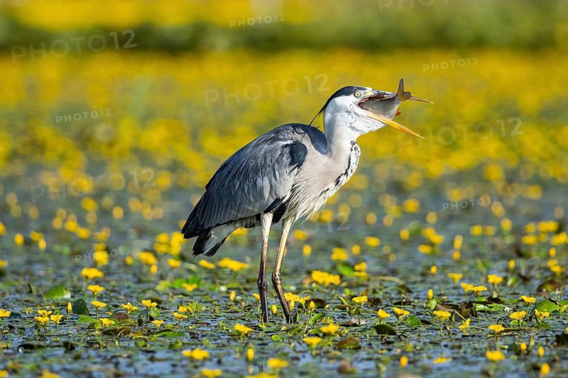 Grey heron (Ardea cinerea) amidst flowering sea pots (Nymphoides peltata) Hungary