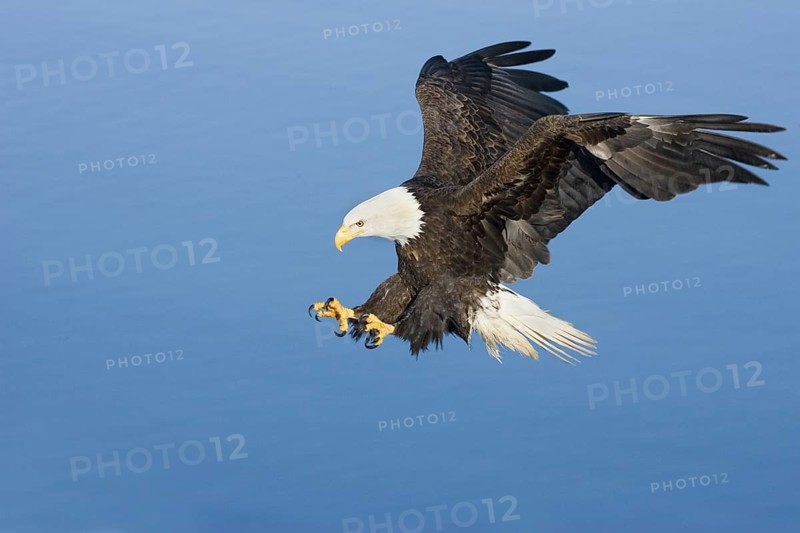 Bald Eagle Haliaeetus leucocephalus Homer, ALASKA, USA February Adult Accipitridae