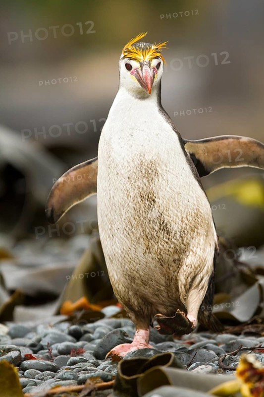 Royal Penguin (Eudyptes schlegeli), Macquarie Island, Australia