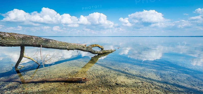 Untouched nature on the banks of Lake Müritz, tree trunks lying in the water, blue sky with cumulus clouds, near Röbel, Mecklenburg-Western Pomerania, Germany
