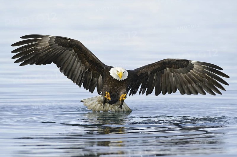 Bald Eagle (Haliaeetus leucocephalus) flying, Alaska, USA
