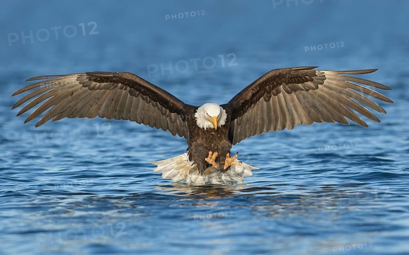 Bald Eagle (Haliaeetus leucocephalus) hunting, Alaska, USA