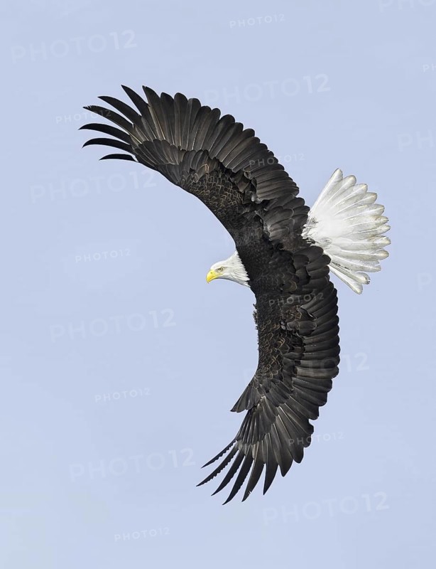 Bald Eagle (Haliaeetus leucocephalus) flying, Alaska, USA
