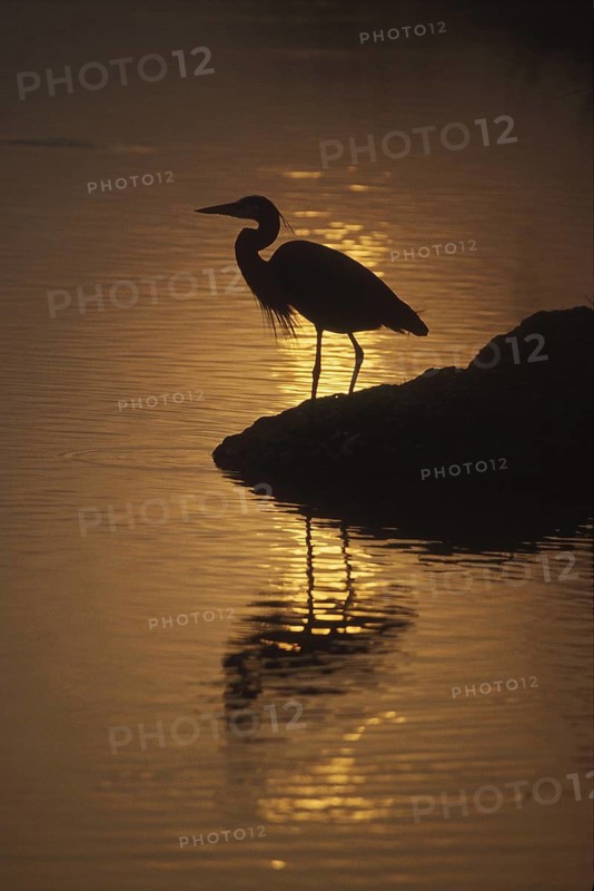 Great Blue Heron (Ardea herodias), Florida, USA