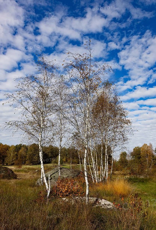 Lean meadow, altocumulus, cloudy sky with fleecy clouds and birch trees in the Blockheide nature park Park near Gmünd, Waldviertel, Lower Austria, Austria