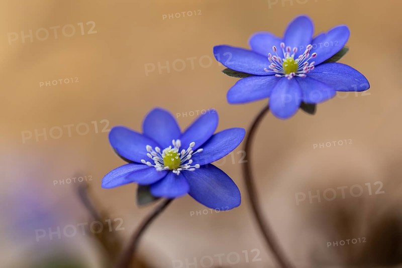 Blooming liverwort (Anemone hepatica), early bloomer, Steinhagen, Lower Saxony, Germany