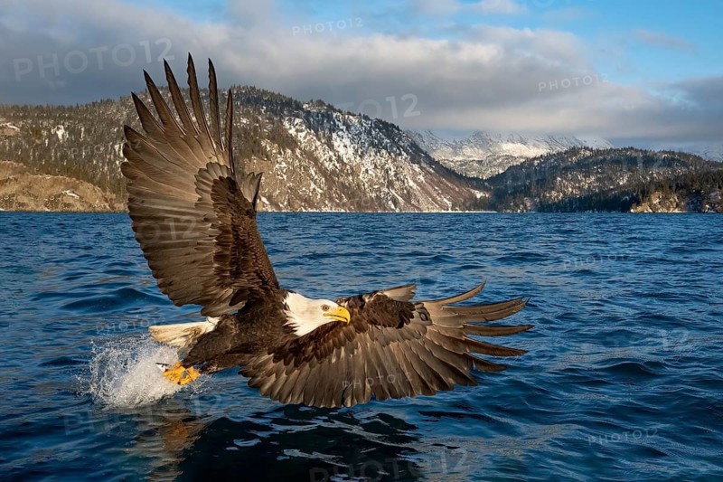 Bald Eagle (Haliaeetus leucocephalus) hunting, Alaska, USA