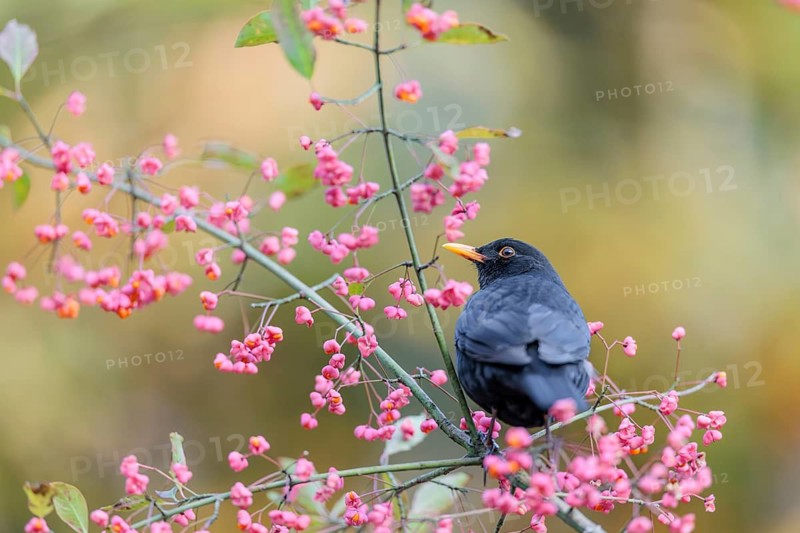 A common blackbird (Turdus merula) sits in a European spindle tree (Euonymus europaeus), and eats the fruit