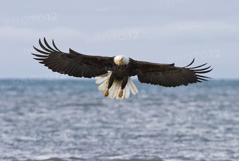 Bald Eagle (Haliaeetus leucocephalus), Alaska, USA