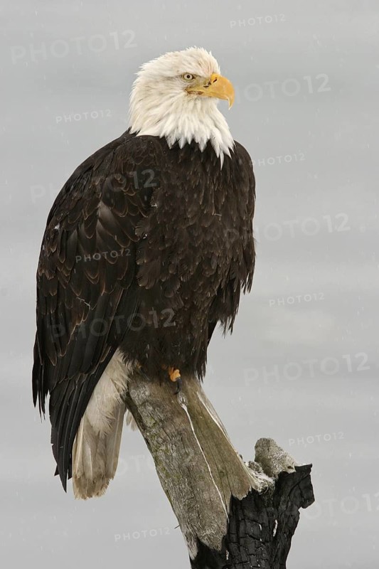 Bald Eagle (Haliaeetus leucocephalus), Alaska, USA