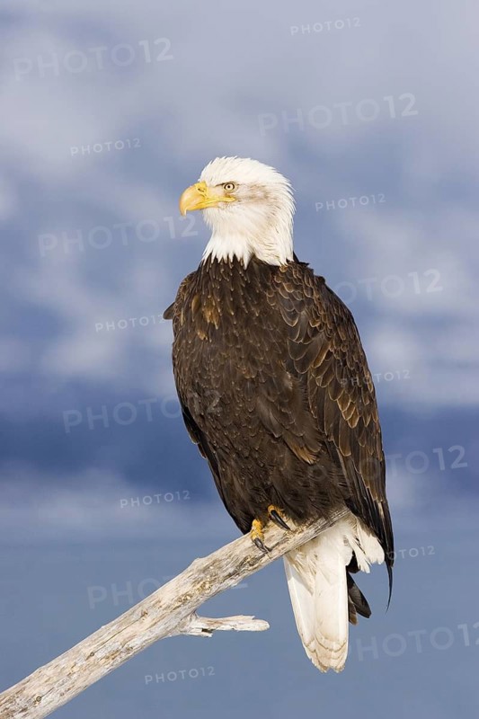 Bald Eagle Haliaeetus leucocephalus Homer, ALASKA, USA February Adult Accipitridae