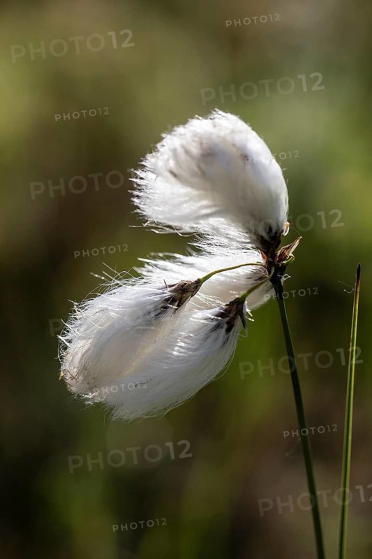 Common cottongrass (Eriophorum angustifolium), Emsland, Lower Saxony, Germany