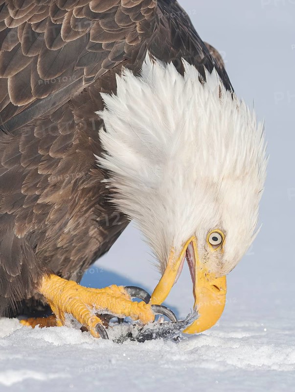 Bald Eagle (Haliaeetus leucocephalus), Alaska, USA