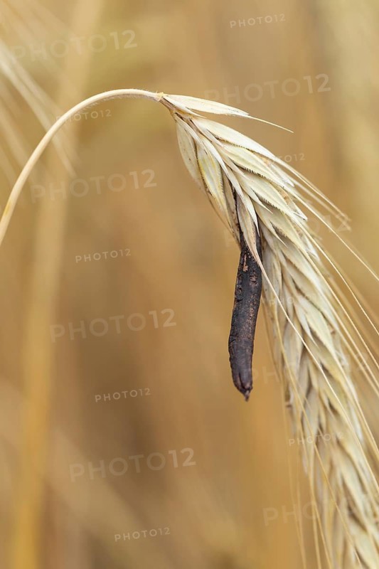 Ergot mushroom Claviceps purpurea on a ripe ear of grain