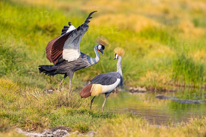 Crowned Crane (Balearica regulorum) courtship behavier South Luangwa NP Zambia August