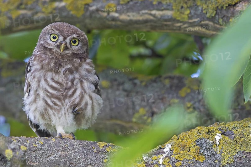 Little owl, (Athene noctua), animals, birds, owls, family of owls, Plateau Oberflörsheim, district Alzey, Rhineland-Palatinate, Federal Republic of Germany