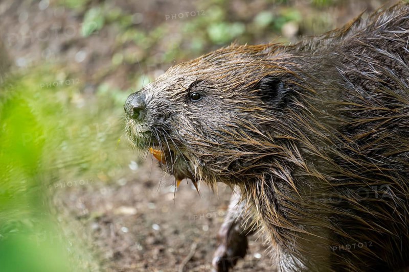 Eurasian beaver (Castor fiber) on the ground in the evening, Bavaria, Germany