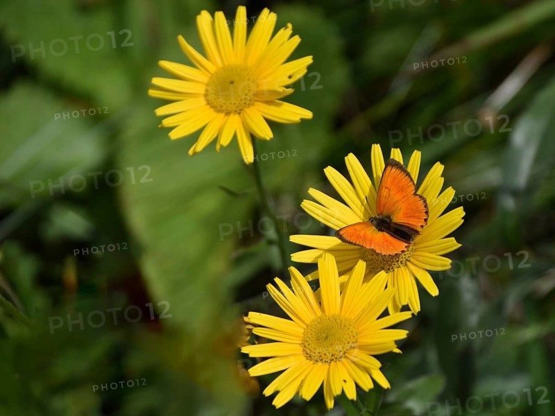 Ducat butterfly (Lycaena virgaureae) on yellow flowers, seen in Defereggen valley in East Tyrol, Austria