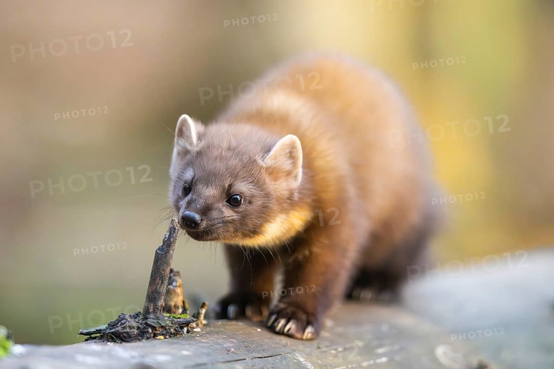 European pine marten (Martes martes) in a forest in autumn, Bavaria, Germany
