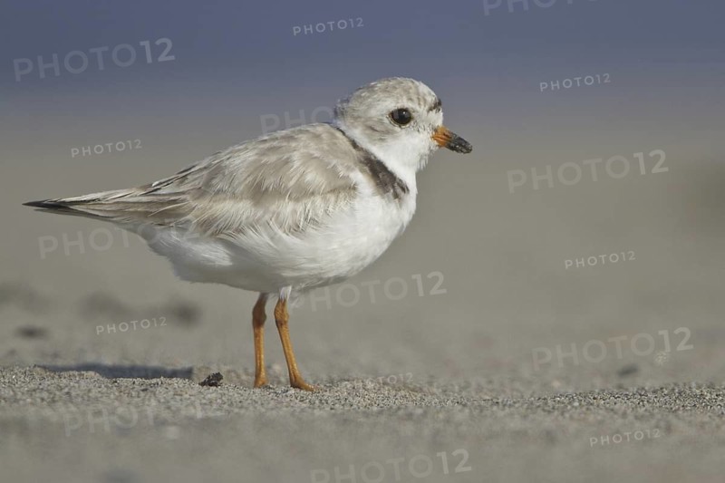 Piping Plover (Charadrius melodus), Newfoundland, Canada