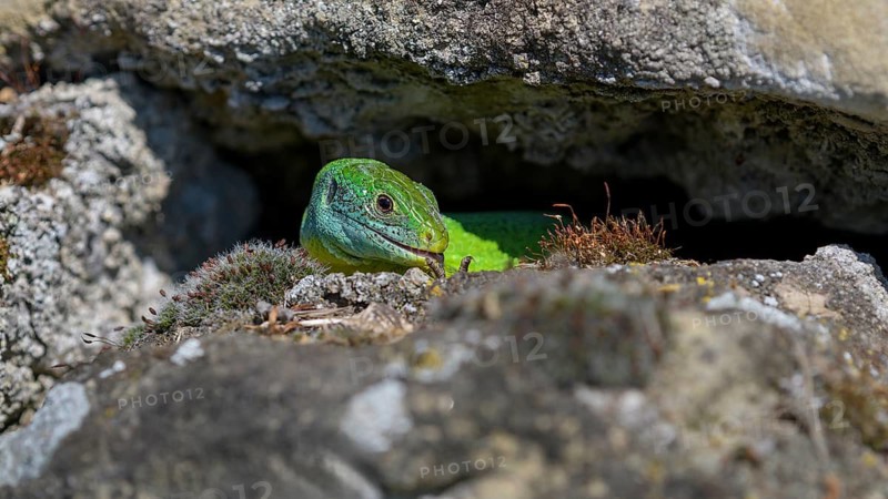 Western green lizard (Lacerta bilineata), resting on a stone of a dry stone wall, Neckar valley, Baden-Württemberg, Germany