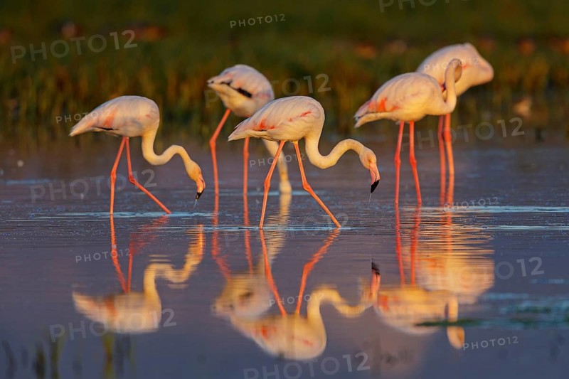 Rosaflamingo, Greater Flamingo, Phoenicopterus ruber, Phoenicopterus roseus, Flamant rose, Flamenco Común