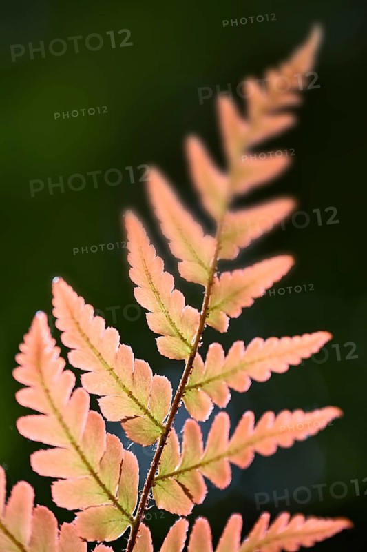 Red veil fern (Dryopteris erythrosora)